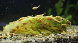 Feeding L144 Blue-eyed Bristlenose plecos babies