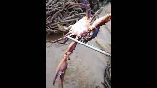 Catching Seafood 🐟🦀🐙🐢 Deep Sea Octopus (Catch Crab, Catch Fish) - Tik Tok #206