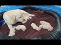 livestream replay tiny adorable 3 day old labrador puppies cutepuppies labrador puppy