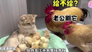 猫咪孵出一窝小鸡，结果摊上大事了，公鸡母鸡多次上门谈判