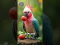 discover the friendly galah parrot of australia