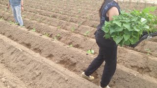 Süsskartoffeln pflanzen auf dem Blumenfeld