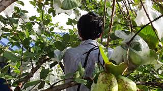 Home harvesting Guava fruit បេះផ្លែត្របែកអត់គ្រាប់