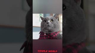 டீச்சர் வேலை போயிரும் | Cat vs Paper | SIMPLE WORLD