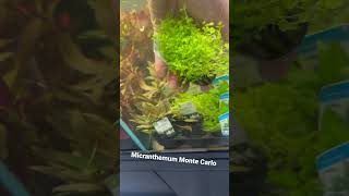 Micranthemum Monte Carlo - Aquariumplantenshop