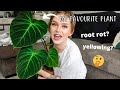 Repotting Philodendron El Choco Red | Is he doing okay? 😰 (Philodendron rubrijuvenilum)