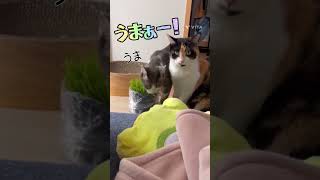 【草食系男子】遠慮なくいただく。。。うまい、うますぎる！猫草‼️🌸しあわせにゃんこシリーズ🌸#猫のいる暮らし #猫動画 #shorts