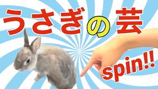 【くるくる回る‼︎】うさぎのおまわり