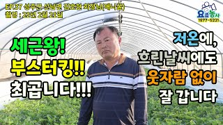 성주군 선남면 김호현회장님 애니꿀 참외 작황