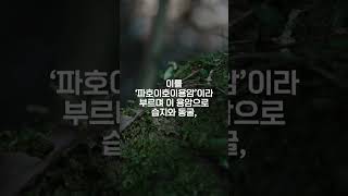 1분만에 알아보는 세계지질공원 선흘곶자왈 #shorts