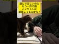 【去勢済み】猫が飼い主にマウンティングするきっかけでウチはこれ shorts