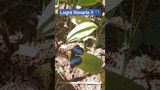 Increíble Mariposa Azul Morpho