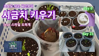 초보도쉬운 씨앗부터 시금치 키우기 ( to easy growing spinach from seed ) feat 스마일 도둑게 ( smile crab )