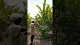 Harvesting Guava fruits in High Density Guava farming