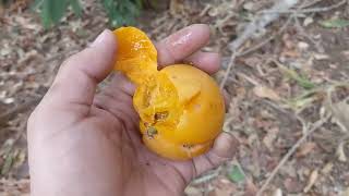 Garcinia dulcis, the yellow Mangosteen