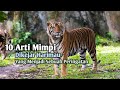 10 Arti Mimpi Dikejar Harimau yang Menjadi Sebuah Peringatan