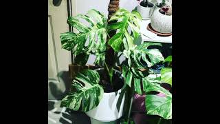 Albo variegated Monstera | 白斑龟背芋 ｜多白