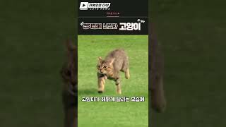 경기장에 난입한 귀여운 고양이 #shorts #pets #cats #puppy #dog #강아지 #고양이