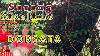 panen madu  lebah hutan DARMASRAYA sarang raksasa