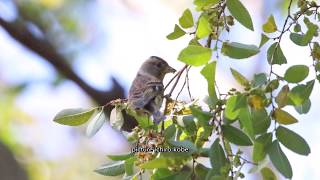 アキニレの花を食べるアトリ《アトリ到着》：花鶏：Fringilla montifringilla：Bramblingー神戸市立森林植物園ー2018 10 24