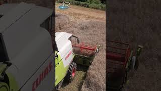 Claas Lexion 630 OSR Harvest