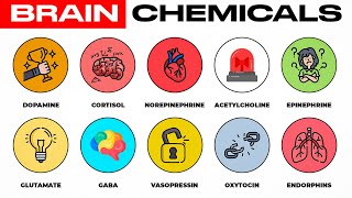 Every Brain Chemical & Their Effects Explained