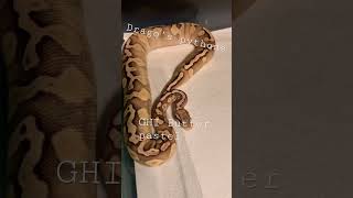 GHI Butter Pastel ball Python #subscribe #livefeeding #python #breeding 🔥🔥