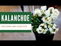 Kalanchoe plant 🌼 | Propagation of Kalanchoe from Leaf | Easy Care Tips