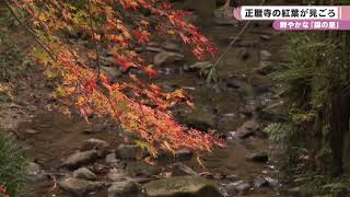 「錦の里」ひときわ鮮やか　正暦寺の紅葉が見ごろ