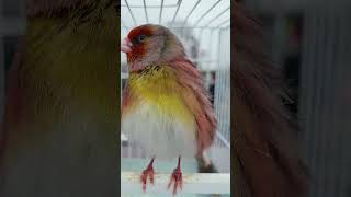 GOLDFINCH mule HYBRID Bird Singing