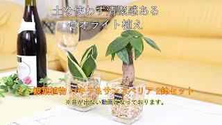 土を使わず清潔感あるゼオライト植えのミニ観葉植物 パキラ＆サンスベリア 2鉢セット｜#ハイドロカルチャー #土を使わない観葉植物 #水耕栽培 #清潔感もある観葉植物 #ブルーミングスケープ