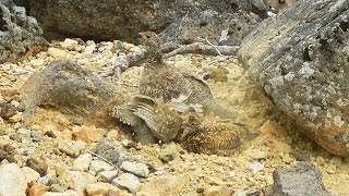 北アルプス乗鞍岳でライチョウが砂浴び