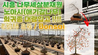 나무세상분재원|노아시(애기감나무) 희귀종 대량입고 老鸦柿 盆栽 / Bonsai