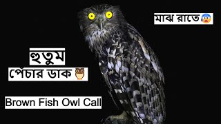 হুতুম পেঁচার ডাক | Brown Fish Owl Sound at Night | Hutum Pechar Dak | Fish Owl Call@wildindiamit