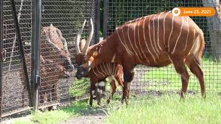 Polish zoo welcomes second bongo antelope this year