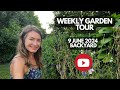 Weekly Garden Tour: 9 June 2024 backyard