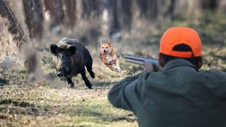 Hunting Wild Boar: PART 5-Season 2023 || AIT MIMOUN - KHEMISSET