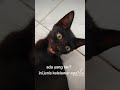 kira-kira niih jenis kelelawar apaa ya?? #cat #catlover #kucinglucu #fypshorts #shortvideo #short