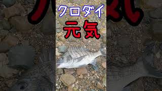 チヌを釣りながら生き物調査＃shorts