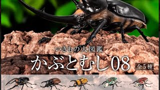 カブトムシ08！目指せストコン！5回ガチャった‼︎出よヒルスシロカブト！