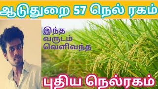 ஆடுதுறை 57  நெல் ரகம் |புதிய நெல் ரகம்| Tamil|