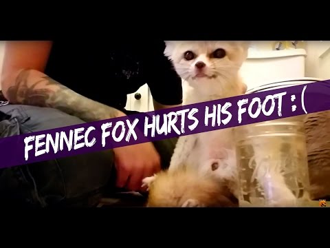 Luna The Wolfdog Sexy - Showing Porn Images for Fennec foxes having sex porn | www ...