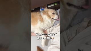 飼い主と片時も離れたくない犬が可愛過ぎた..【ボーダーコリー】#shorts