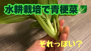 【水耕栽培】青梗菜に挑戦してみた。