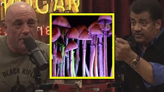 Joe & Neil DISAGREE About Magic Mushrooms
