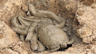 Unique Fishing Catching Catfish And Turtles In Dry Season Find Catfish And Turtles In Deep Hole