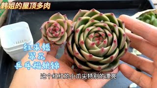 多肉开箱：翠花，红求婚以及两棵弱不禁风的乒乓福娘锦