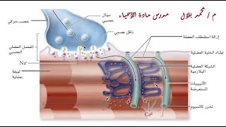 الفيديو الأفضل على الاطلاق لتوضيح تركيب العضلات الهيكلية والانقباض العضلى