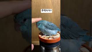 ゆっくり撫でるとかわいいマメルリハインコ横