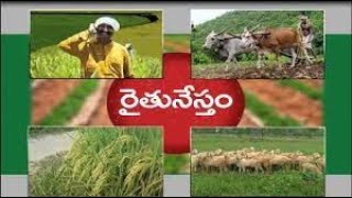 రైతునేస్తం - సమీకృత వ్యవసాయం - కెవికె బెల్లంపల్లి మరియు రార్స్,  జగిత్యాల్ || #Raithunestham